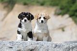 CORGI PEMBROKE 431